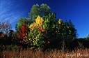 051Arbres en automne.jpg